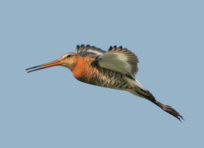 Black-tailed Godwit - Limosa limosa limosa (Grutto)