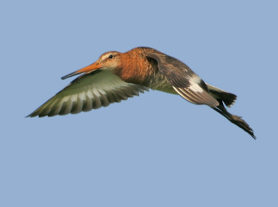 Black-tailed Godwit - Limosa limosa limosa (Grutto)