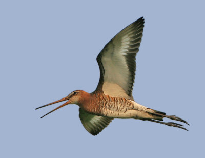 Black-tailed Godwit - Limosa limosa limosa (Grutto)