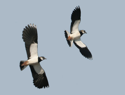 Northern Lapwing -Vanellus vanellus (Kievit)