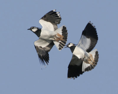Northern Lapwing -Vanellus vanellus (Kievit)