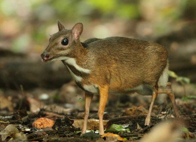 Lesser Mouse Deer - Tragulus kanchil 