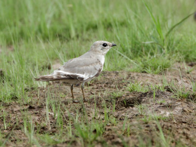 Small Pratincole - Glareola lactea