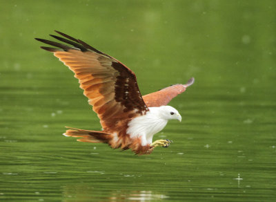 Brahminy Kite - Haliastur indus (Brahmaanse Wouw)