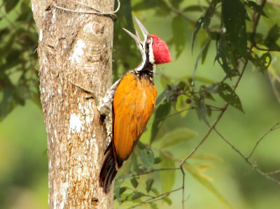 Woodpeckers - Picidae (Spechten)