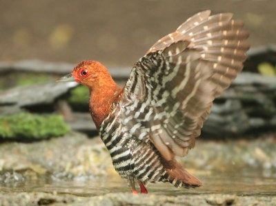Red-legged Crake - Rallina fasciata