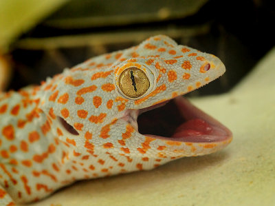 Gekko gecko (Linnaeus, 1758)
