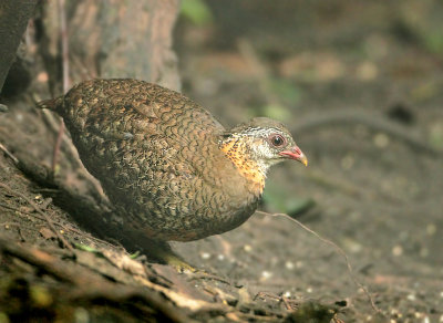Green-legged Partridge - Arborophila c. chloropus (Groenpootbospatrijs)