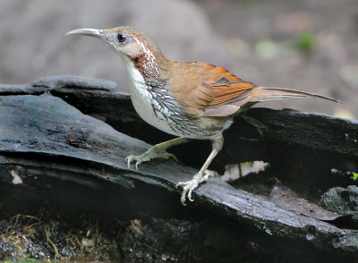 Large Scimitar-babbler - Pomatorhinus hypoleucos (Grote Kruiplijster)