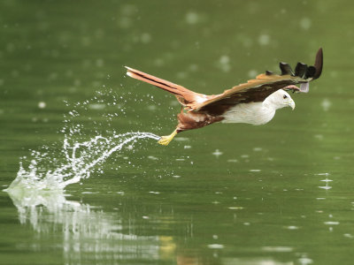 Brahminy Kite - Haliastur indus (Brahmaanse Wouw)