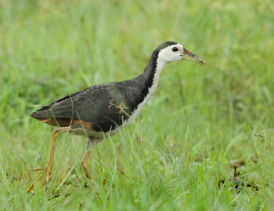 White-breasted Waterhen - Amaurornis phoenicurus (Witborstwaterhoen)