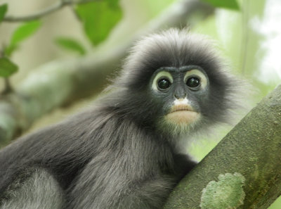 Dusky Leaf Monkey - Trachypithecus obscurus 