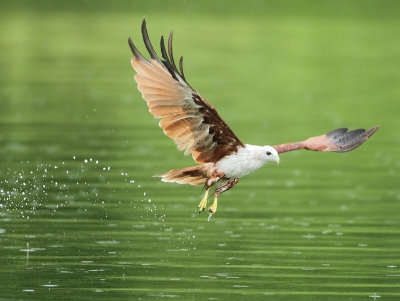 Brahminy Kite - Haliastur indus (Brahmaanse Wouw)