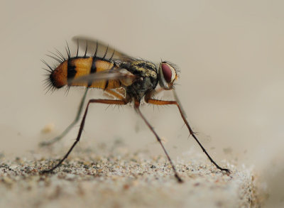 Diptera - Flies and Mosquitos