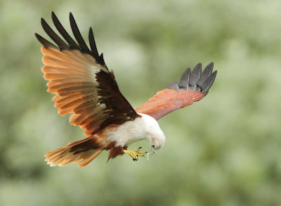 Brahminy Kite - Haliastur indus (Brahmaanse Wouw)