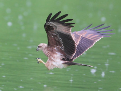 Brahminy Kite - Haliastur indus (Brahmaanse Wouw)