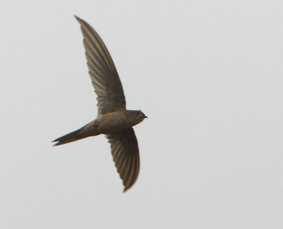 Asian Palm Swift - Cypsiurus balasiensis (Aziatische Palmgierzwaluw)