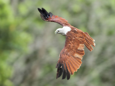 Brahminy Kite - Haliastur indus (Brahmaanse Wouw)