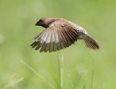 Scaly-breasted Munia - Lonchura punctulata (Muskaatvink)