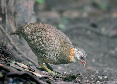 Green-legged Partridge  - Arborophila c. chloropus (Groenpootbospatrijs)