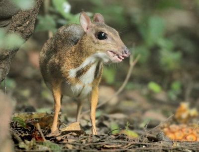 Lesser Mouse Deer - Tragulus kanchil 