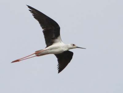 Black-winged Stilt - Himantopus himantopus (Steltkluut)
