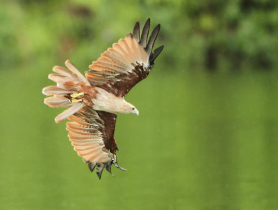 Brahminy Kite - Haliastur indus (Brahmaanse Wouw)