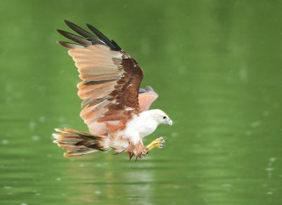 Brahminy Kite - Haliastur indus (Brahmaanse Wouw)