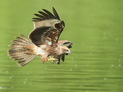 Brahminy Kite - Haliastur indus (Brahmaanse Wouw)