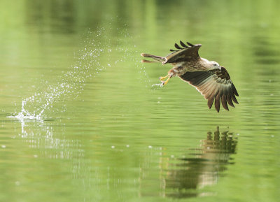 Brahminy Kite - Haliastur indus (Brahmaanse Wouw)