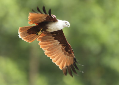 Brahminy Kite - Haliastur indus (Brahmaanse Wouw)