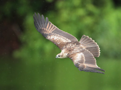 Brahminy Kite - Haliastur indus (Brahmaanse Wouw)