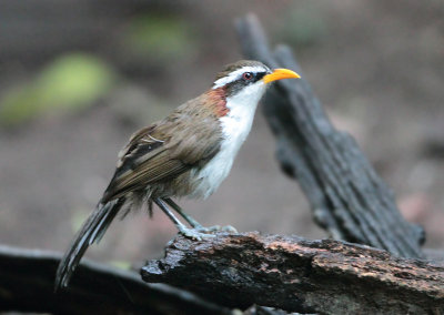 White-browed Scimitar-babbler - Pomatorhinus schisticeps