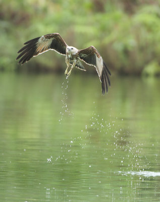 Brahminy Kite - Haliastur indus (Brahmaanse Wouw)