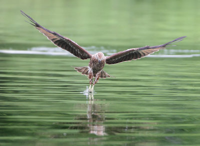 Brahminy Kite - Haliastur indus (Brahmaanse Wouw)