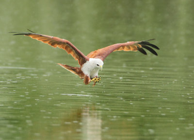 Brahminy Kite - Haliastur indus (Brahmaanse Wouw)