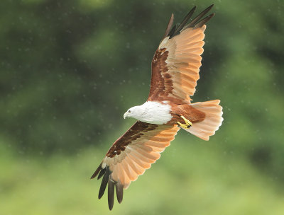 Brahminy Kite - Haliastur indus (Brahmaanse Wouw)