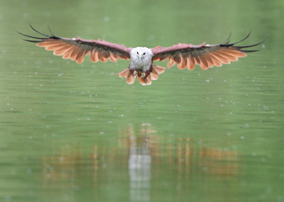 Brahminy Kite - Haliastur indus (Brahmaanse Wouw)