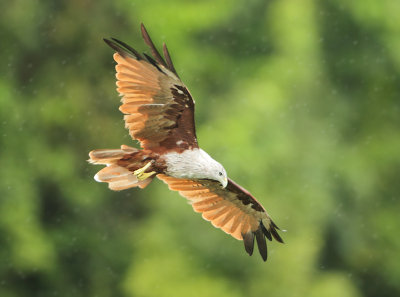 Brahminy Kite - Haliastur indus (Brahmaanse Wouw)