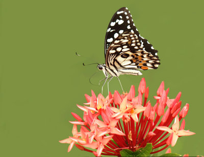 2.  Papilio demoleus (Linnaeus, 1758)