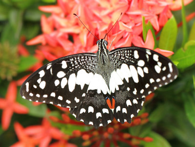 2.  Papilio demoleus (Linnaeus, 1758)