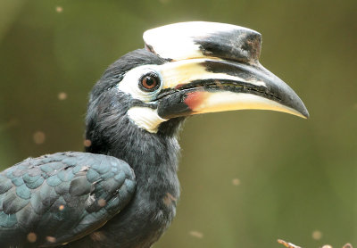 Hornbills - Bucerotidae (Neushoornvogels)