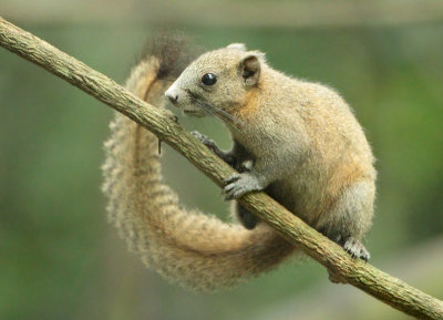 Variable Squirrel - Callosciurus finlaysonii finlaysonii