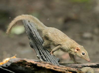 Northern Treeshrew - Tupaia belangeri 