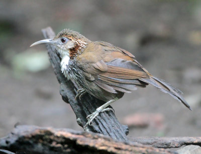 Large Scimitar-babbler - Pomatorhinus hypoleucos (Grote Kruiplijster)