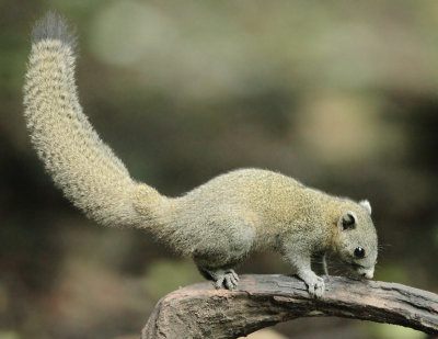 Grey-bellied Squirrel - Callosciurus caniceps