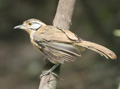 Greater Necklaced Laughingthrush - Garrulax pectoralis