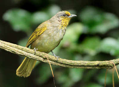 Stripe-throated Bulbul - Pycnonotus finlaysoni