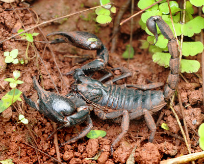 Scorpiones - Scorpions (Schorpioenen) 