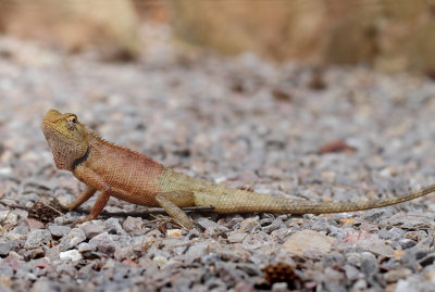 Calotes versicolor (Daudin, 1802)